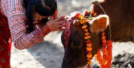 आज गाई पूजा